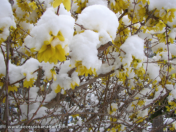 Kelowna, Winter in .... April?